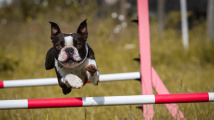 Slepý pes stále trénuje agility