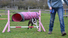Slepý pes stále trénuje agility