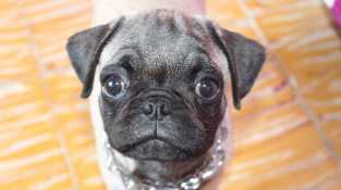 Která plemena psů s lidmi nejčastěji navazují oční kontakt?