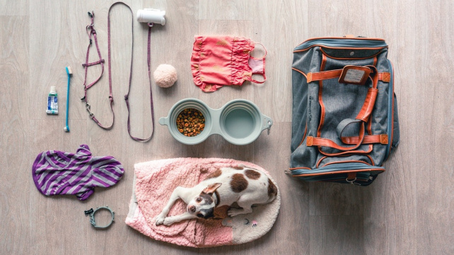 Online nákup pro mazlíčka – co se vyplatí koupit v e-shopu a co si raději vyzkoušet v obchodě?