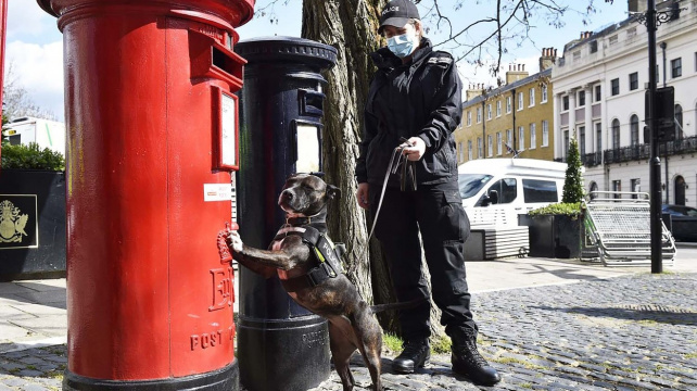 Z opuštěné stafordky je hrdinka, která chrání život britské královské rodiny