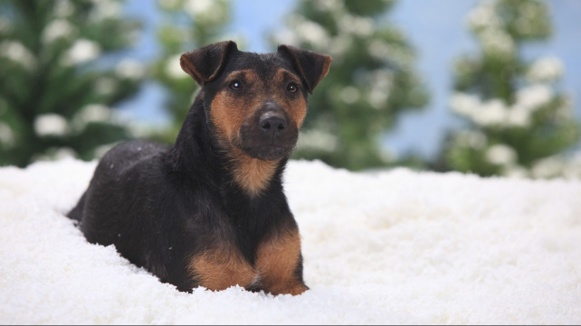 Jagdteriér: Meziválečné Německo vytvořilo 'dokonalého' loveckého psa