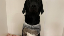 Větev v těle labradorky