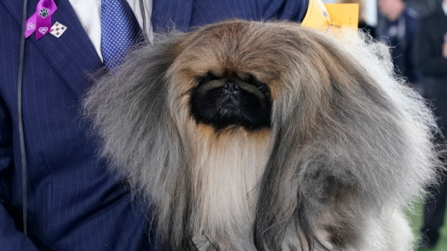 Wasabi, ten nejlepší z nejlepších. Pekinéz jde ve stopách svého dědečka