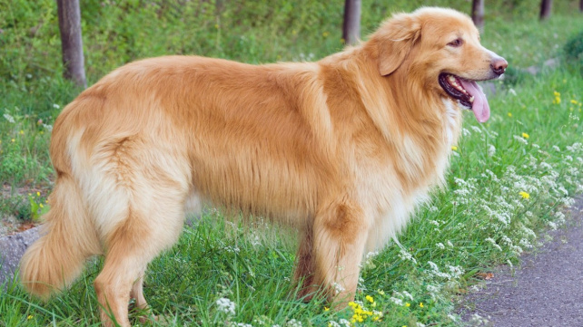 Hovawart: Dvojník retrívra ideální do rodiny i jako pracovní pes