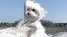 Teddy a Victoria