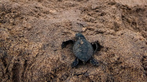 Útěk želvích mláďat