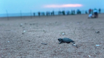 Útěk želvích mláďat