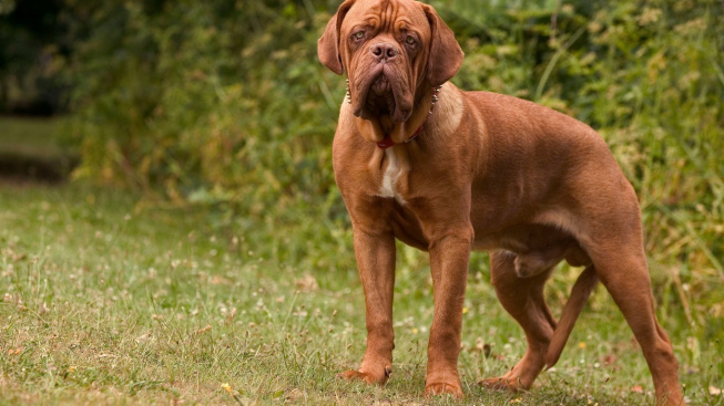 Bordeauxská doga - řeznický pes, který za války končil na talíři venkovanů