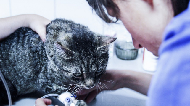 Pět tichých zabijáků koček