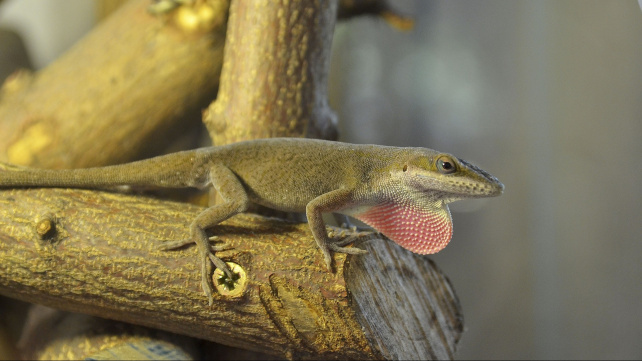 Anolis rudokrký - tak trochu leguán a tak trochu chameleon vhodný i pro začátečníky