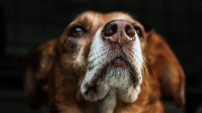 Obrácené kýchání - častý, ale ne moc známý psí problém