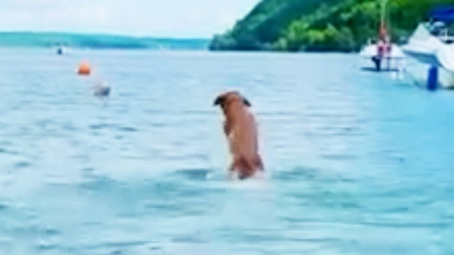 Pes, který si hraje na delfína, se skoků do vody rozhodně nebojí