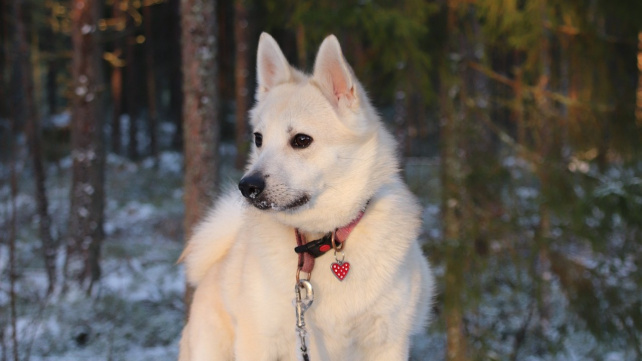 Norský buhund: V Česku neznámý oddaný společník, kterého je těžké unavit