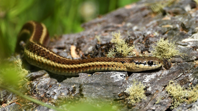 Užovka proužkovaná: Přátelský had vhodný i pro dětské chovatele