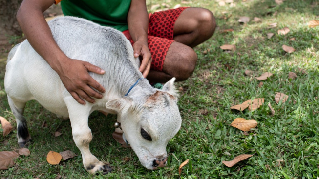 Seznamte se s Rani, kandidátkou na nejmenší krávu na světě