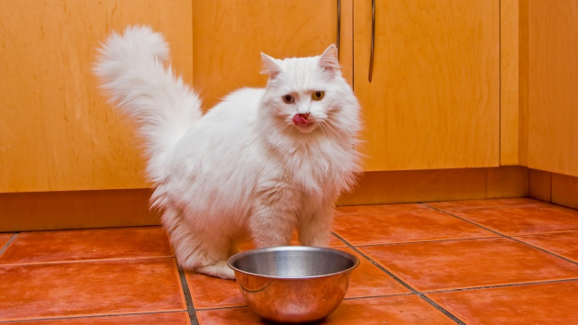 Ragamuffin - plemeno, které vzniklo tak trochu na truc