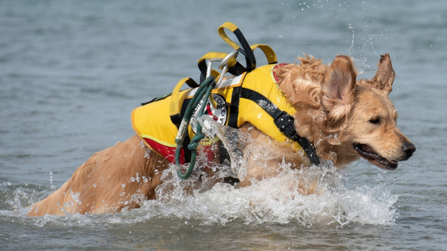 Psí plavčík Baloo zvládne z rozbouřeného moře zachránit i tři lidi naráz