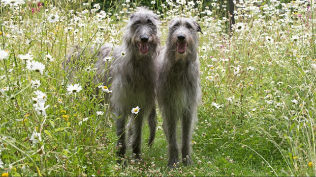 Deerhound - důstojný skotský aristokrat, který dal základ irskému vlkodavovi