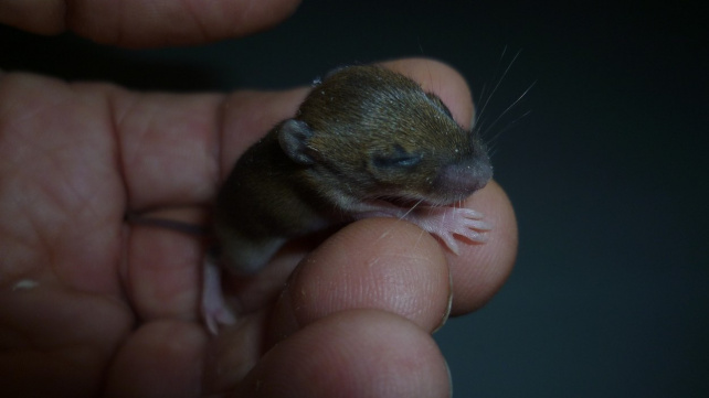 Myší novorozeně přežilo svou smrt a našlo novou mámu