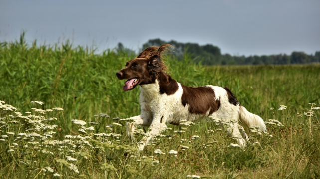 Velký münsterlandský ohař - přátelské plemeno, které vzniklo natruc