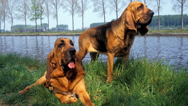 Bloodhound - obr s citlivou duší, kterého nutili nahánět uprchlé otroky