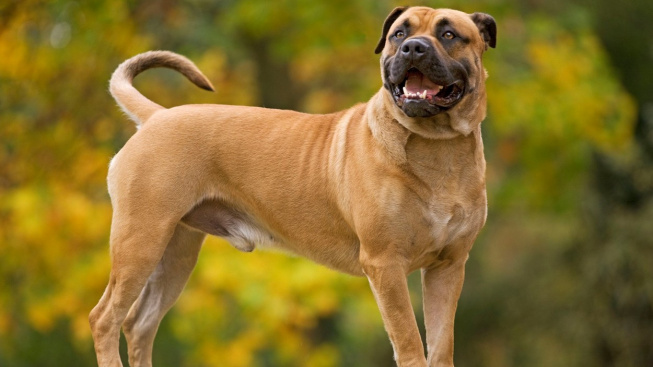 Mallorská doga, klidný pes s minulostí krvavého zápasníka