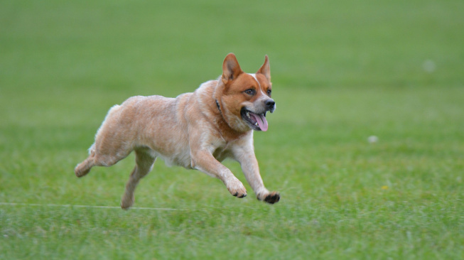 Australský honácký pes, ten „nejlepší a nejvytrvalejší honák na světě“