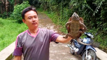 Zachráněná želva