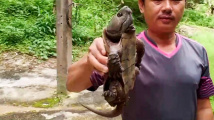 Zachráněná želva