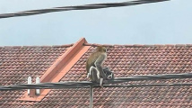 Opičí únosce