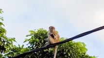 Opičí únosce
