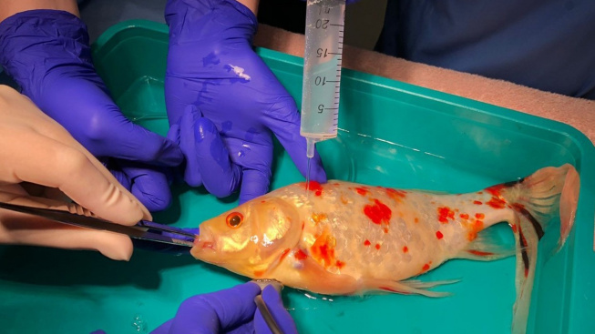 Umírající zlaté rybce zachránila život nákladná operace