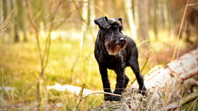 Knírač - malý, velký, střední. Vybere si každý