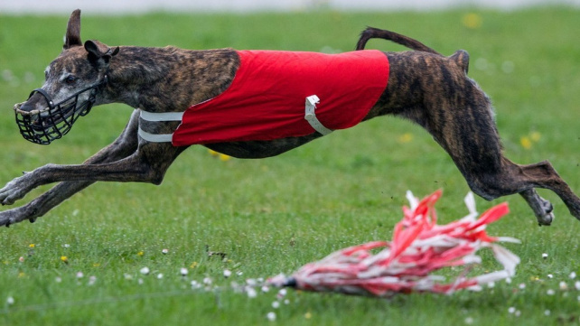 Španělský galgo - pohodový chrt, který miluje pohyb i lenošení na gauči