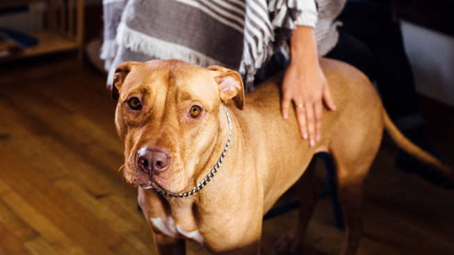 Rozchod v psí domácnosti: Tahanice o mazlíčky mohou skočit i u soudu