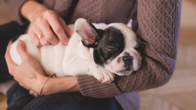 Jak zvedat štěňata