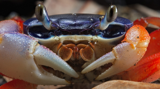 Krab suchozemský, exotický krasavec vhodný i pro začátečníky