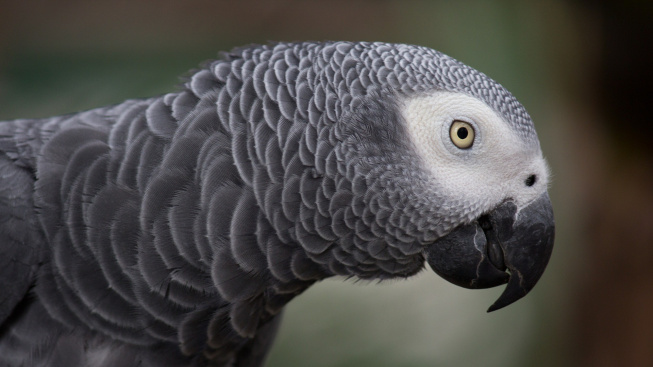 Papoušci žako vynikají vysokou schopností sebekontroly