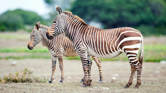 Kolem Washingtonu pobíhají zebry, už dva měsíce se brání odchytu