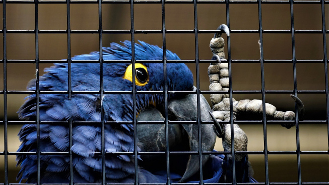 Inteligentní papoušci potřebují v chovu stimulující prostředí, říká studie