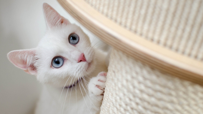 Jsou bílé kočky náchylnější k slepotě či hluchosti?