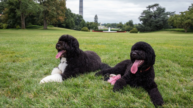 Portugalský vodní pes - trpělivý a přátelský pes, kterému udělal „reklamu“ Obama