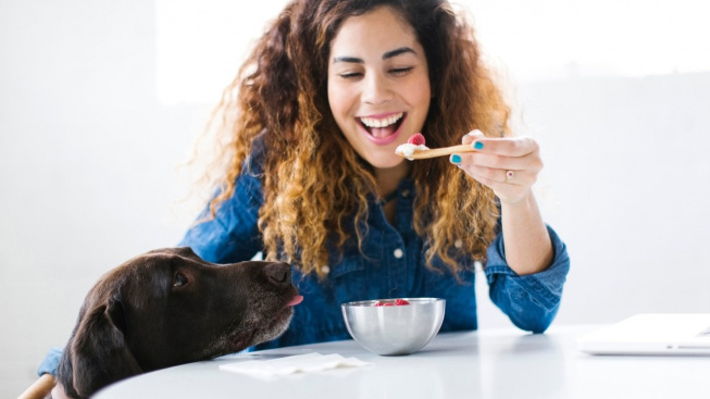 Mohou psi jíst jogurt?