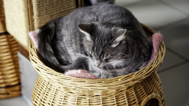 Mohou kočky trpět podzimními depresemi?