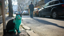 Zelená kočka