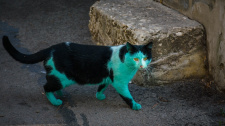 Zelená kočka