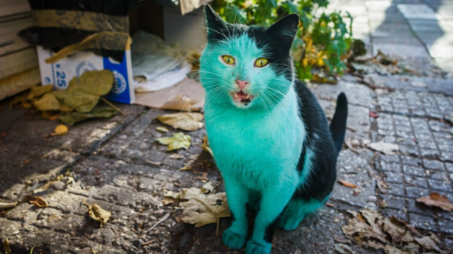 Ulice Varny brázdí jasně zelená kočka, kdo může za její barvu?