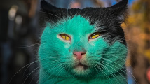 Zelená kočka