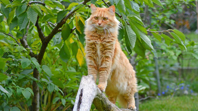 Nejčastější geneticky podmíněné nemoci koček